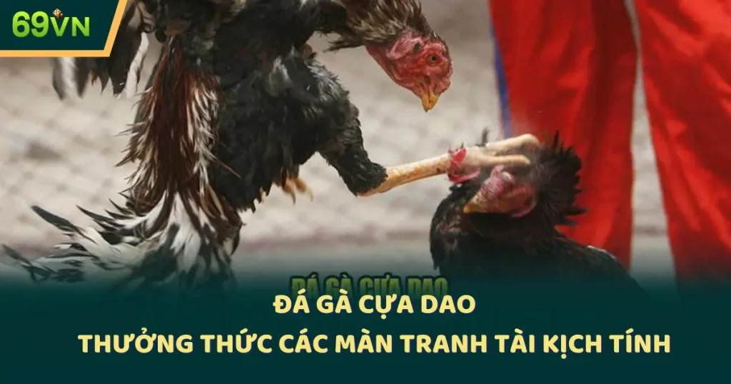 Đá Gà Cựa dao - Thưởng Thức Các Màn Tranh Tài Kịch Tính